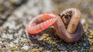 Closeup of a worm.