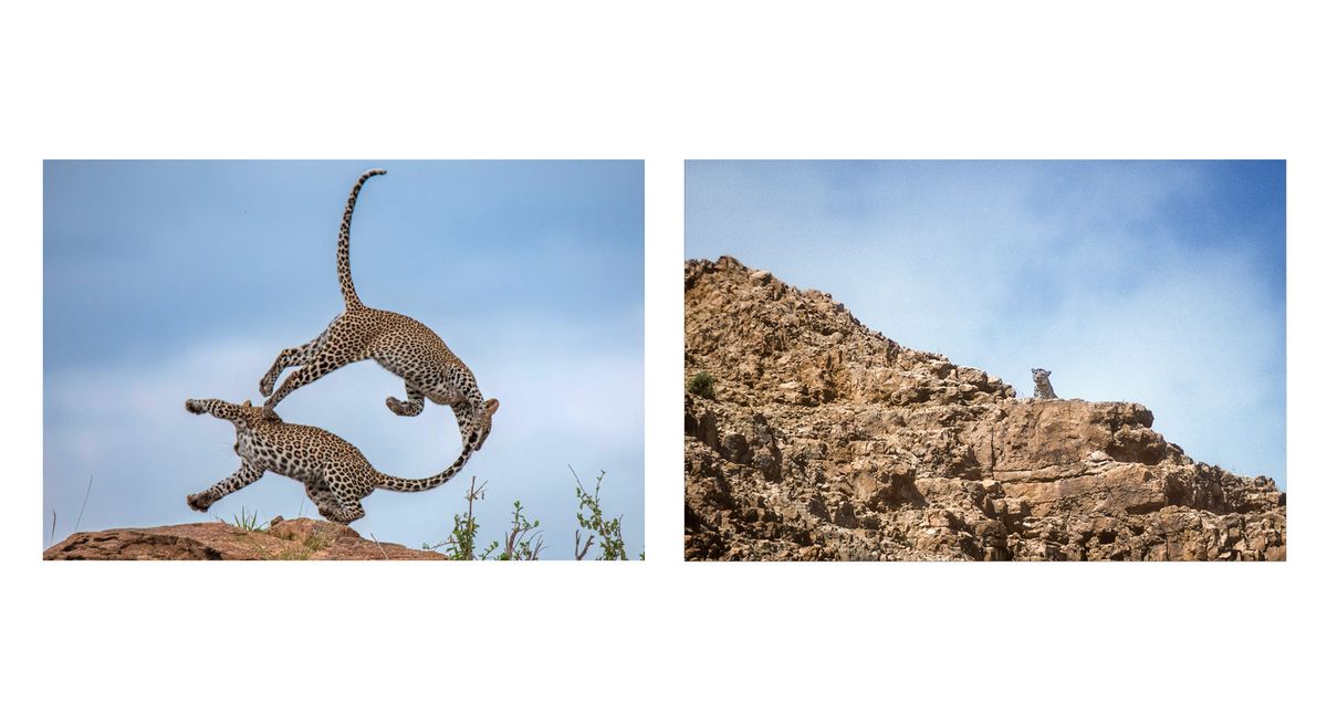 Remembering Leopards reveals results of conservation photo competition ...
