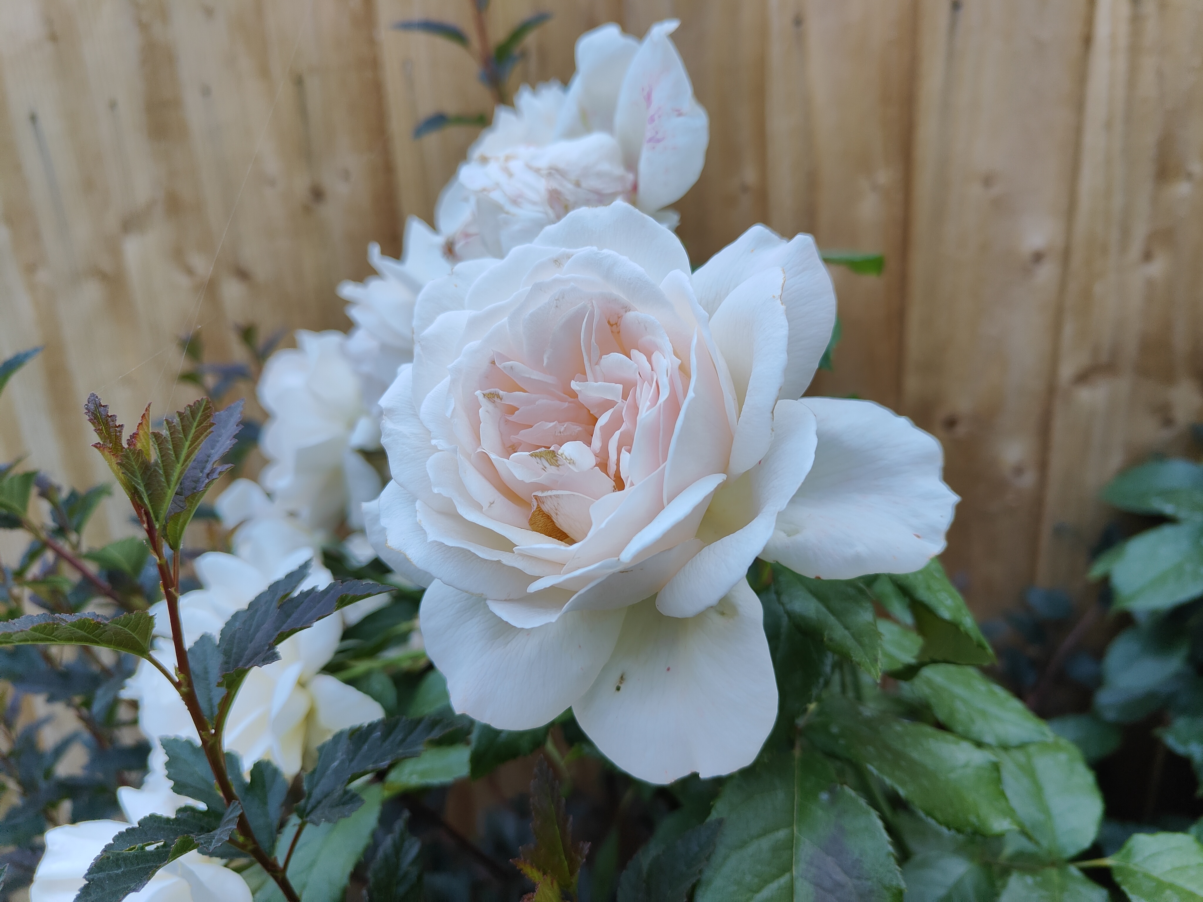 A photo captured on the OnePlus 10T
