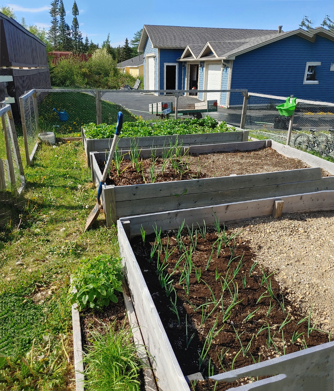 Muffin-tin garden hack