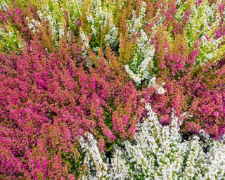 Mixed heathers in a garden