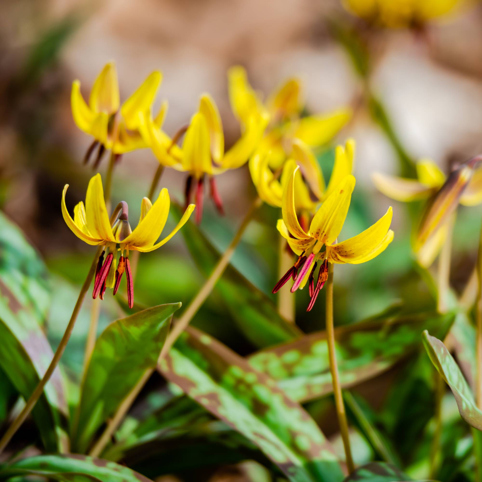 Close up of trout lily flowers blooming