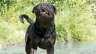 Rottweiler in stream barking