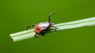 a close up of a blacklegged tick on a blade of grass