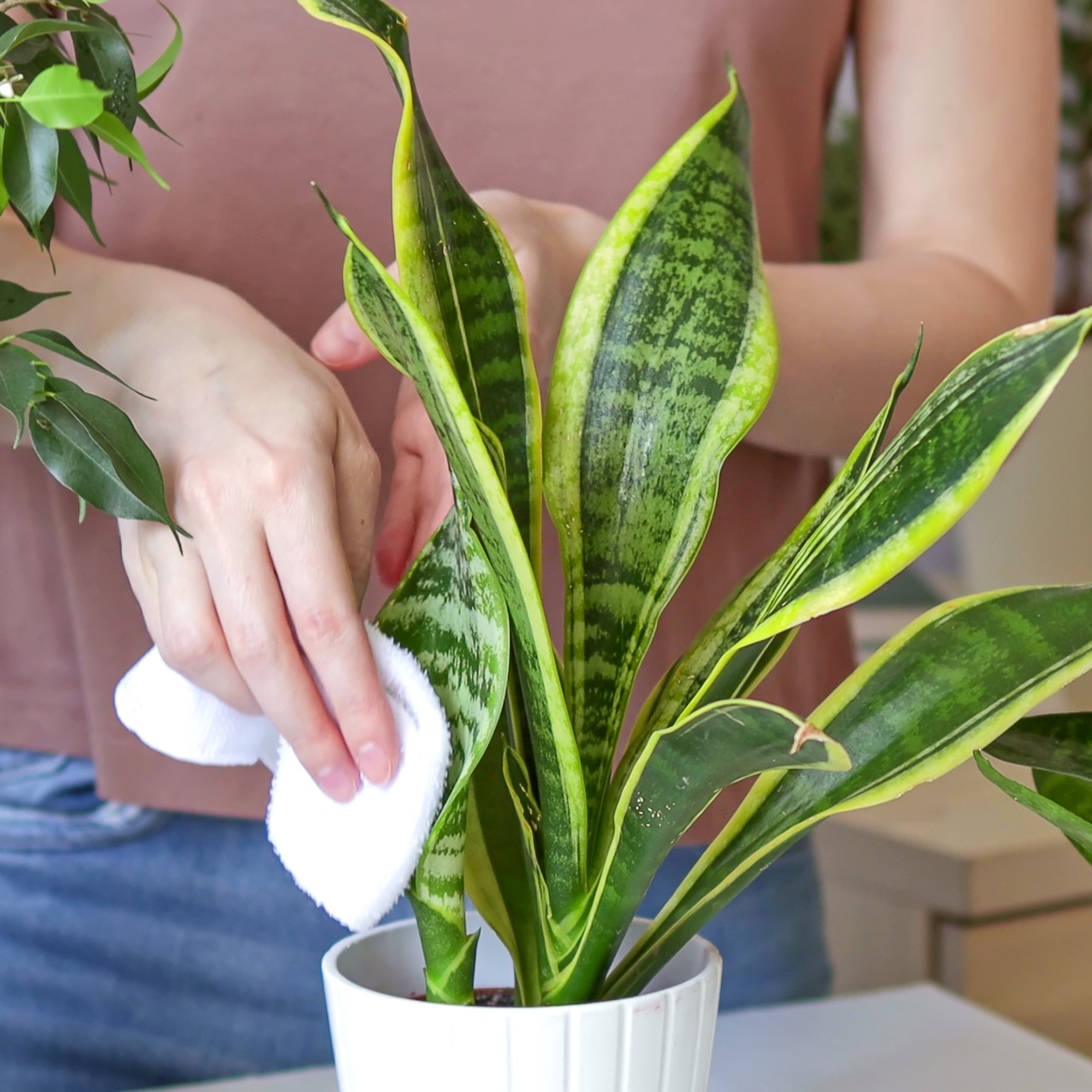 Close-up of a woman's hands carefully wiping and dusting the leaves of the snake plant sansevieria
