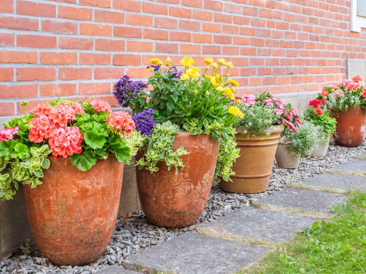 Multicolored flowers growing in terra cotta pots along a brick wall