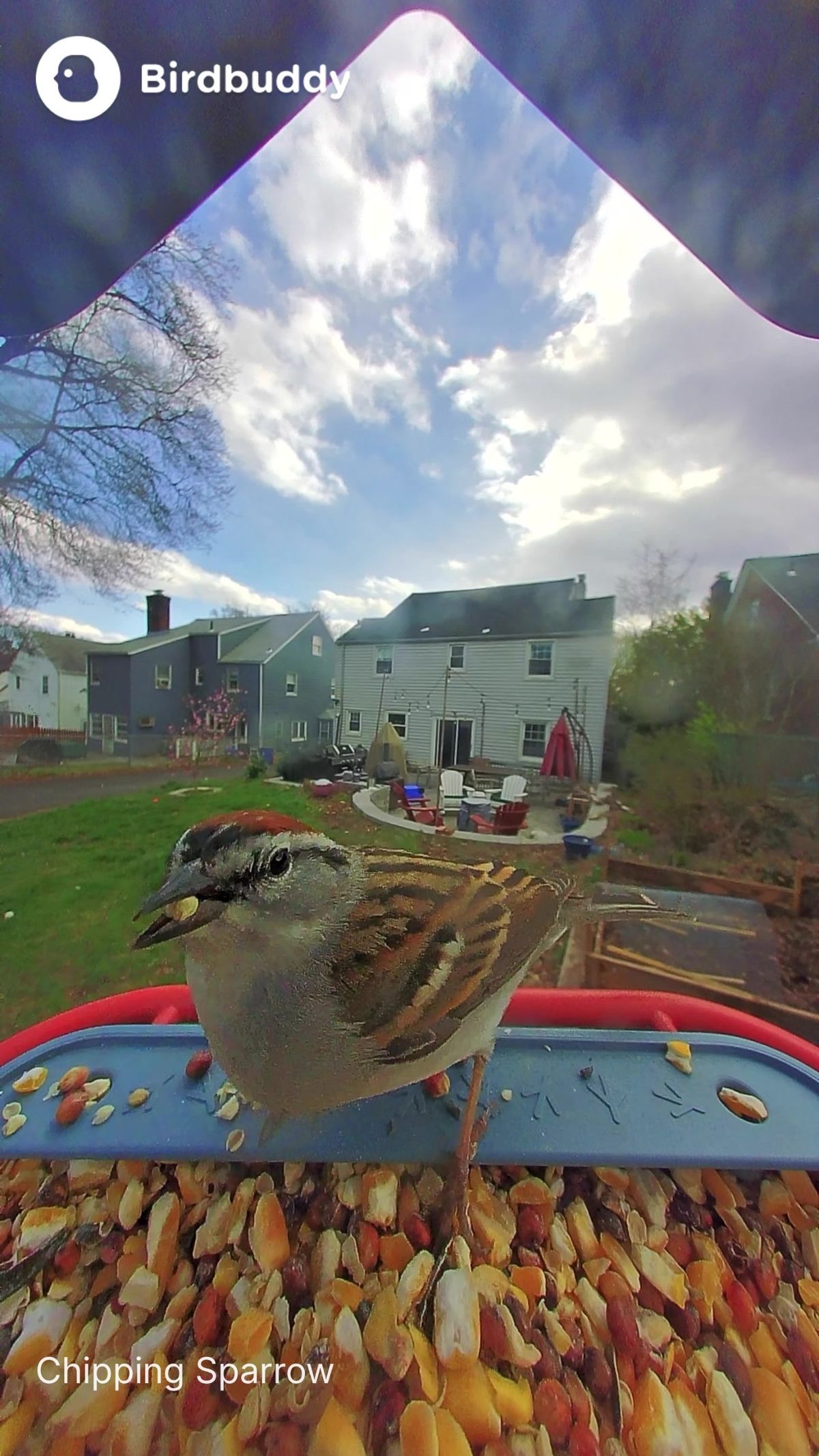 photo taken by BirdBuddy Home