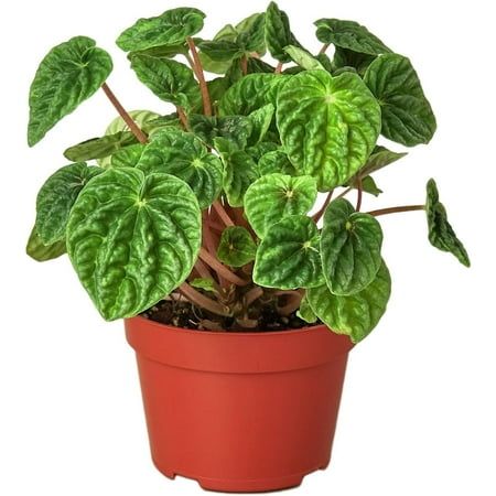 Peperomia Ripple - Live Plant in a 4 Inch Growers Pot - Peperomia Caperata - Rare and Elegant Indoor Houseplant