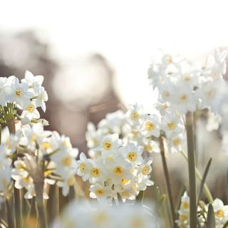 Paperwhite daffodils