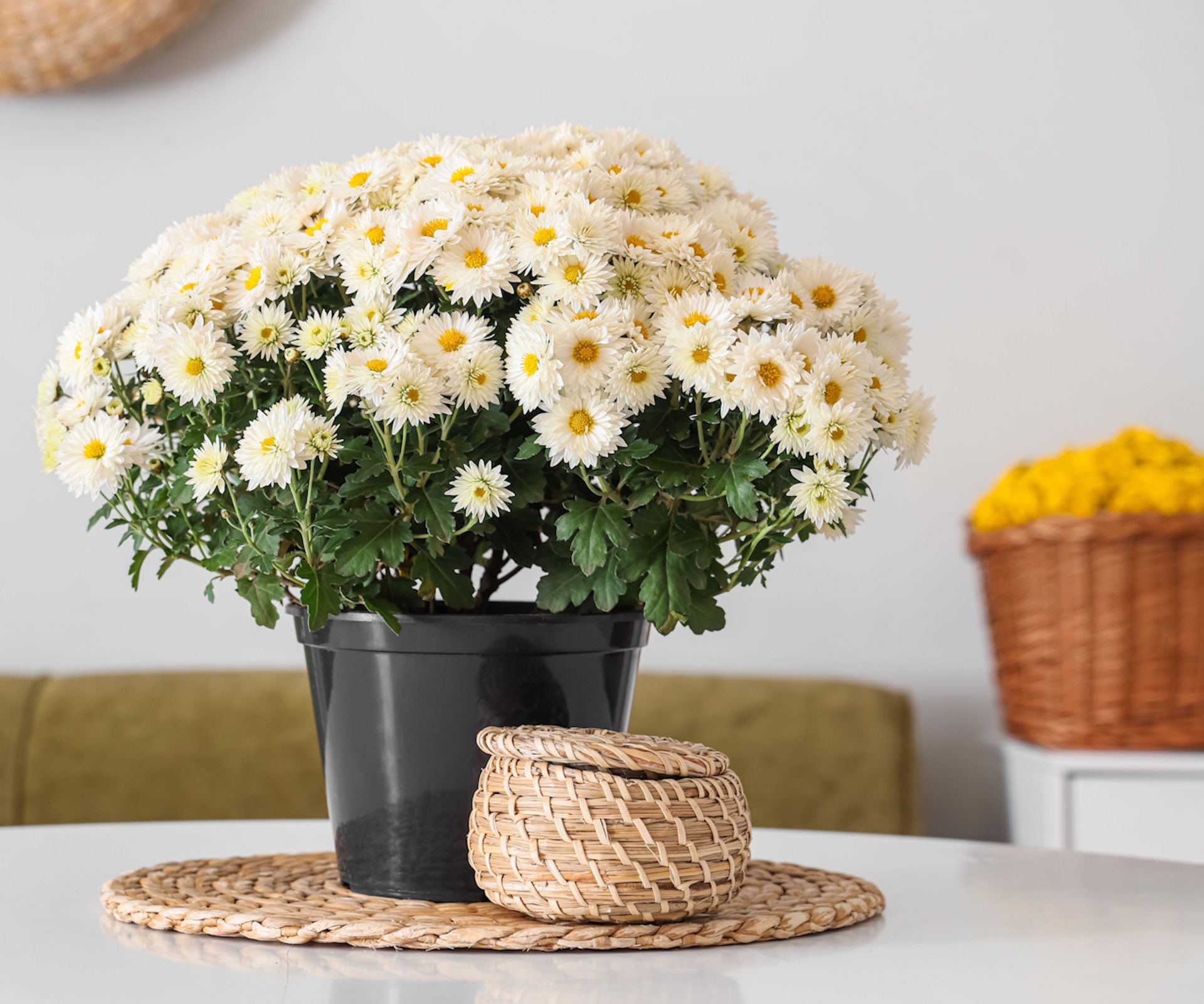 Chrysanthemums on dining table