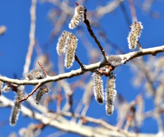 catkins on a quaking aspen tree in spring