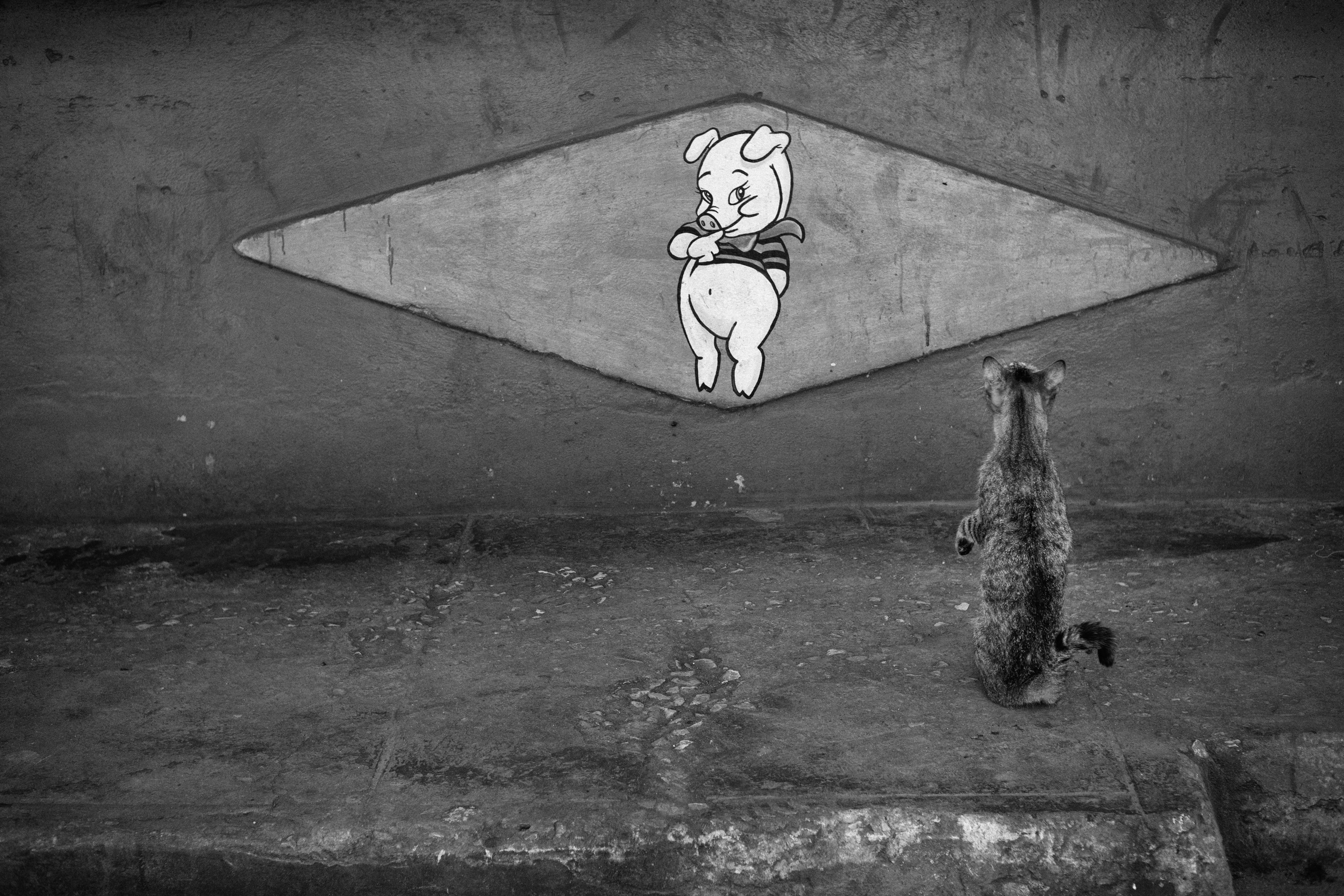 Black and white photograph of a cat sitting upright on a wall, facing a painted cartoon pig mural set into a diamond-shaped panel above it.