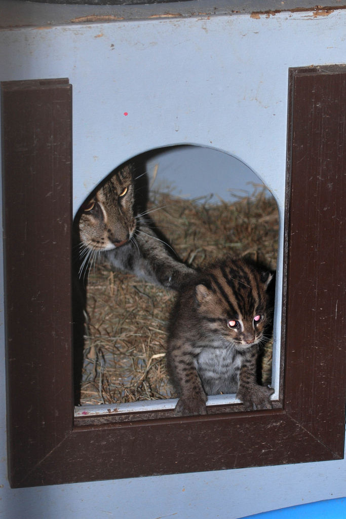 Fishing cat mom and kitten