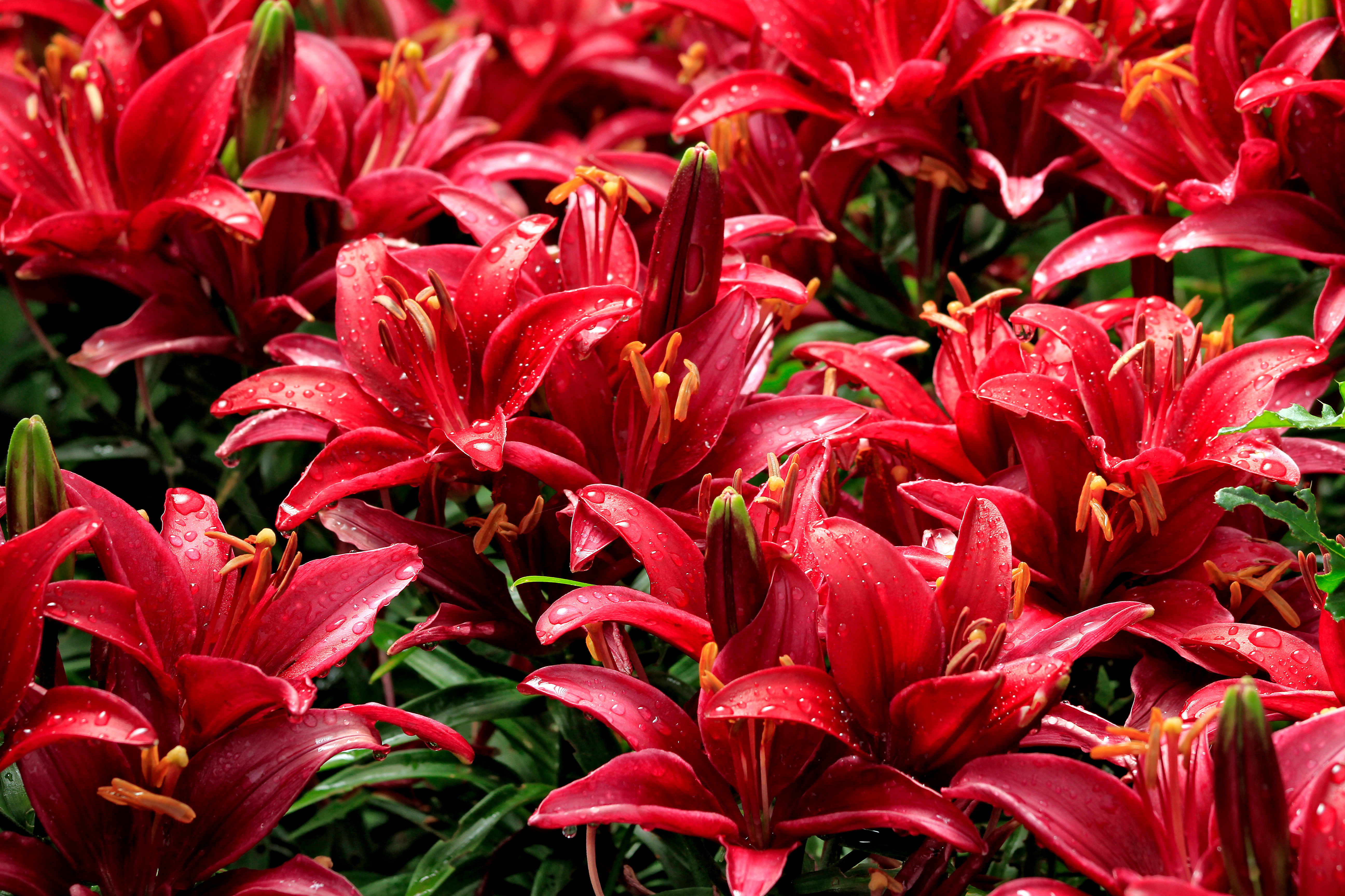 A red feast of daylilies in bloom