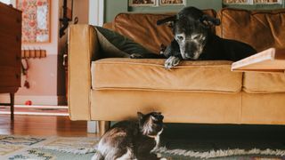 Dog sitting on a brown sofa staring down at a cat