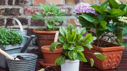 A table with plants and gardening tools