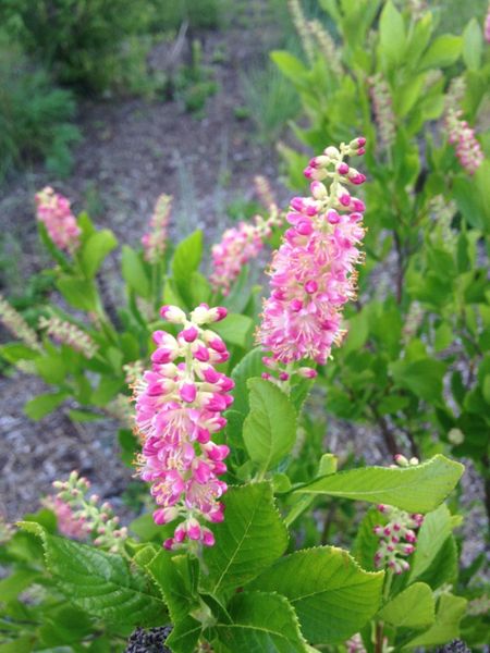 Pink Clethra Alnifolia Plants