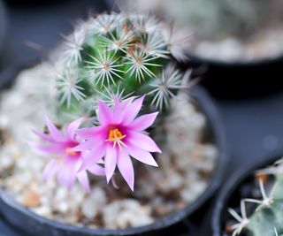 Mammillaria scrippsiana, Best flowering cactus