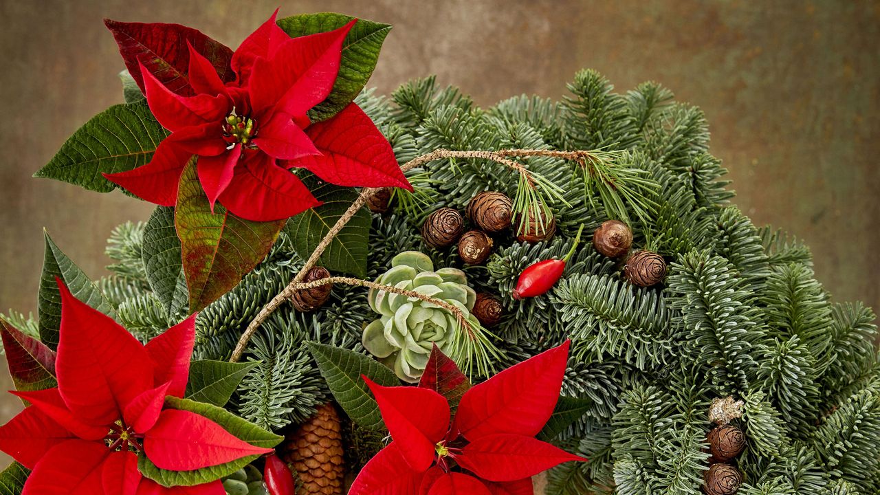 christmas door wreath with spruce, pine cones and poinsettias