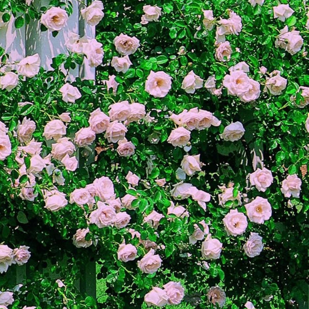 Rosa 'New Dawn'