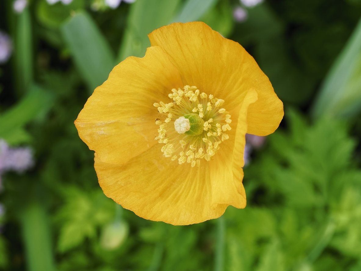 welsh poppy