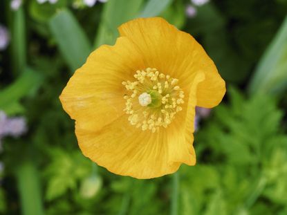 welsh poppy