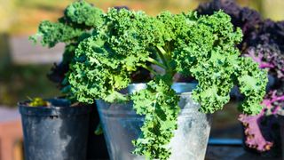 Kale grown in a pot