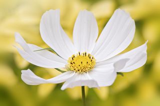 A single beautiful Cosmos bipinnatus 'Sonata White' summer flower