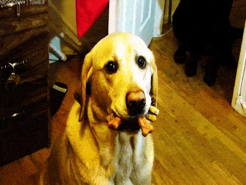 Dog With Lots of Biscuits in Mouth
