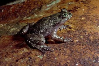 2gastric-brooding-frog-2-100812-02