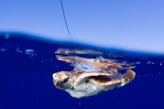 Sea turtle near surface