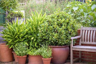 herbs in terracotta pots