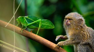 The pygmy marmoset (Cebuella pygmaea) lives in the rainforests of the Western Amazon Basin. It measures about 4 to 6 inches (10 to 15 centimeters) long and weighs about 4 ounces (99 grams), and is one of the smallest primates in the world.