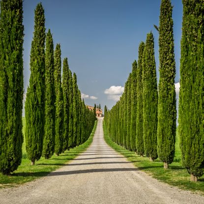 Italian cypress trees lining a dirt driveway in Tuscany