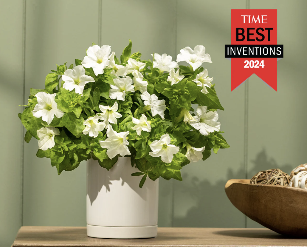 A potted white petunia