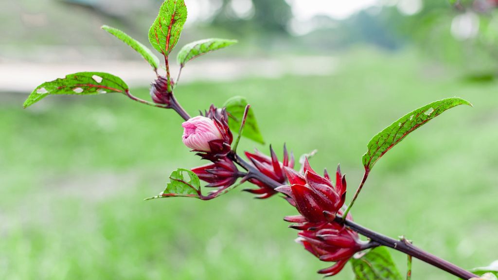 Roselle flowers on a tree branch