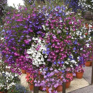 Terracotta pots filled with Lobelia Fountain Mix on stones in professional looking garden