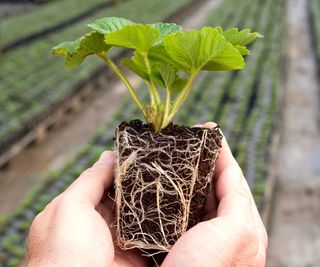 holding a plant plug in greenhouse