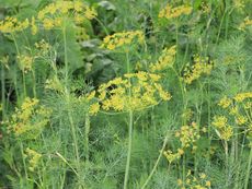 Yellowing Dill Plants