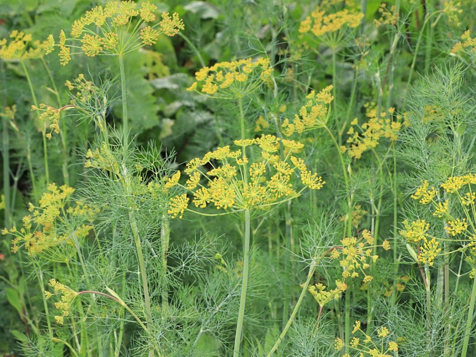 Dill plant turning brown