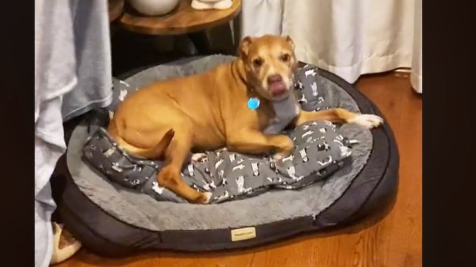 pit-bull-parent-leaves-dog-owners-blubbing-with-her-adorable-bedtime