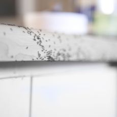 Ants crawling on worktop - GettyImages-1217118154