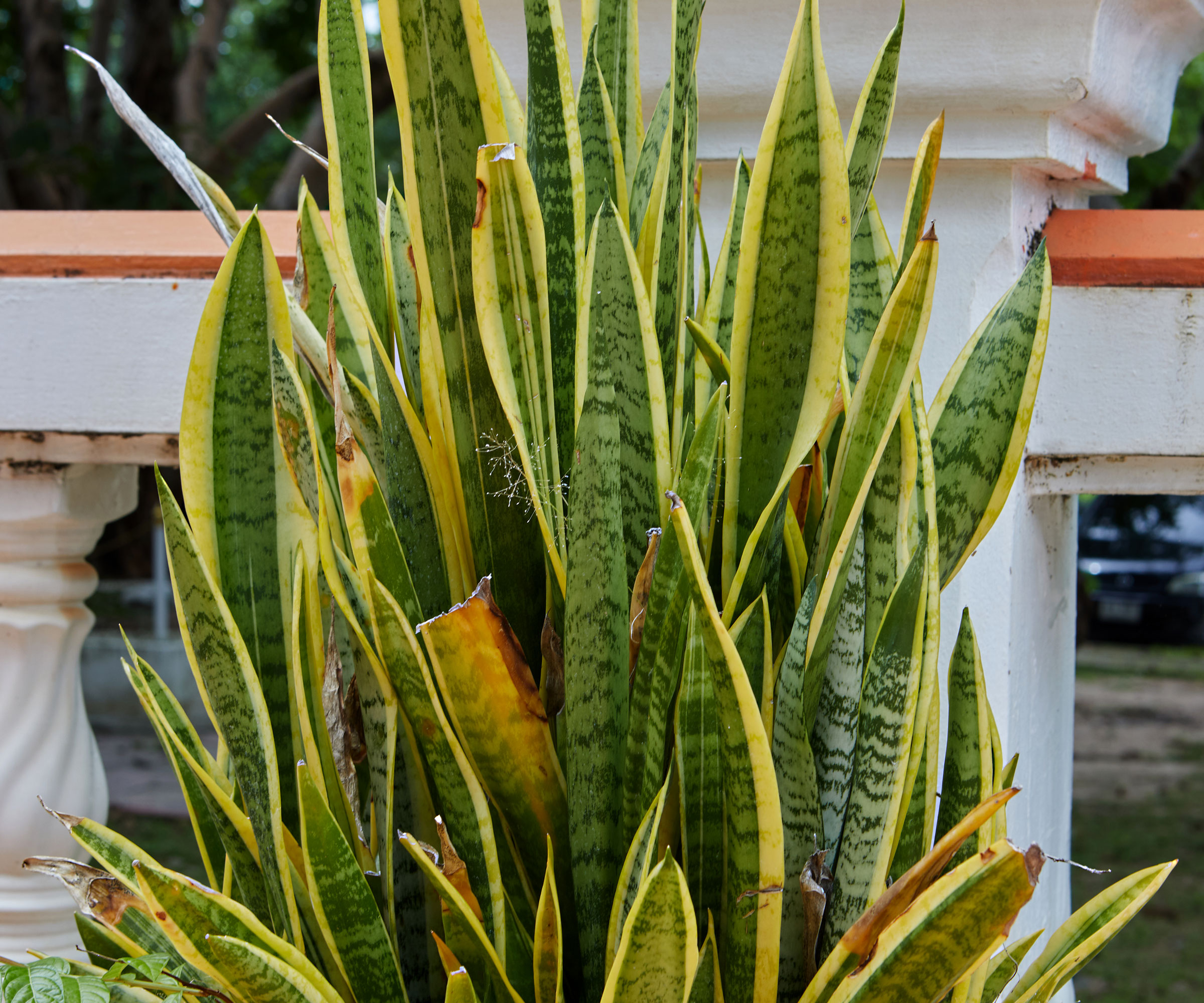 snake plant showing signs of yellow leaves