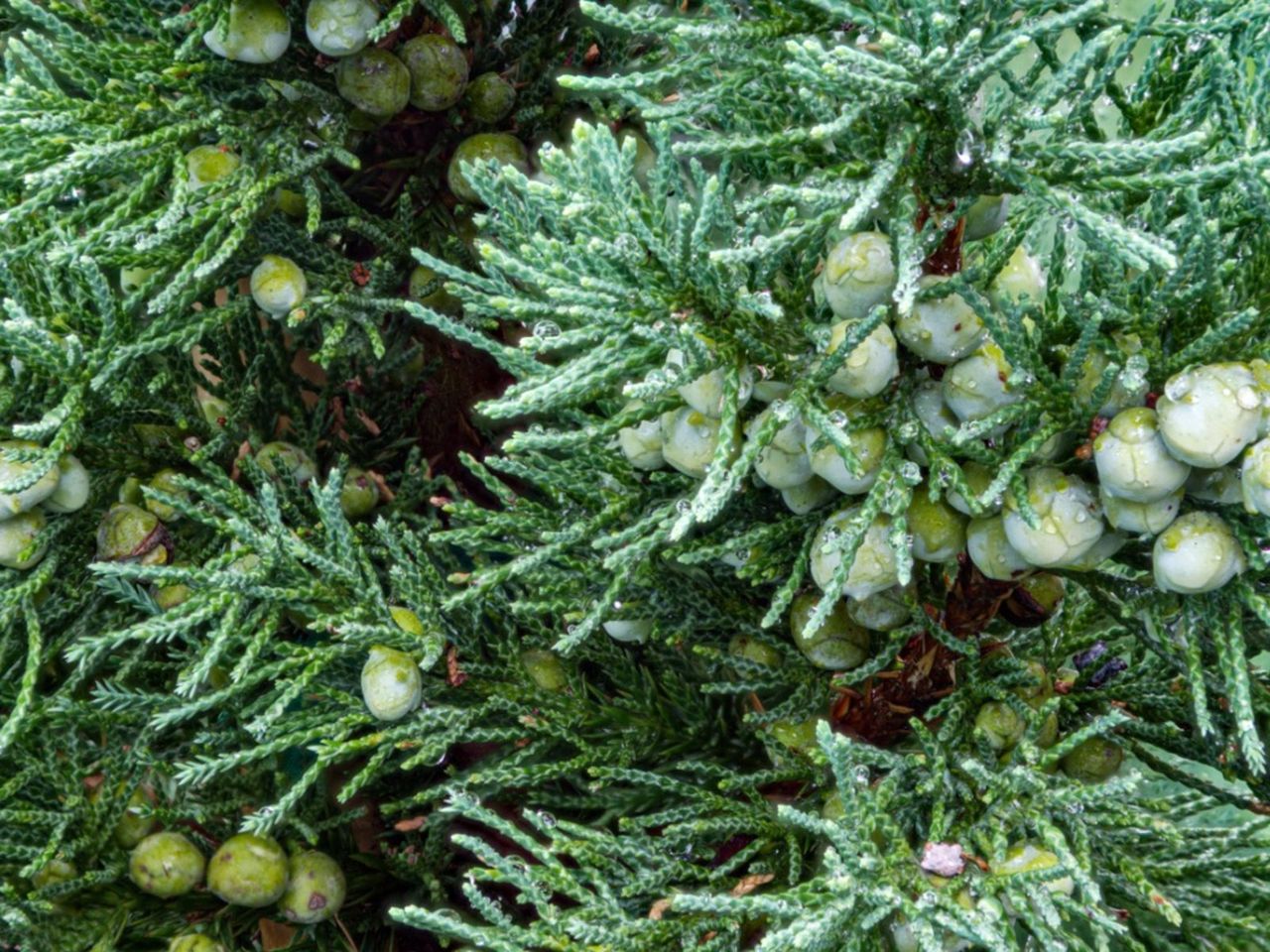 Eastern Red Cedar Tree