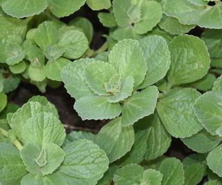 The foliage of a Coleus canina plant