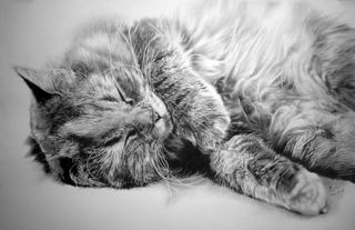 A very realistic pencil drawing of a cat