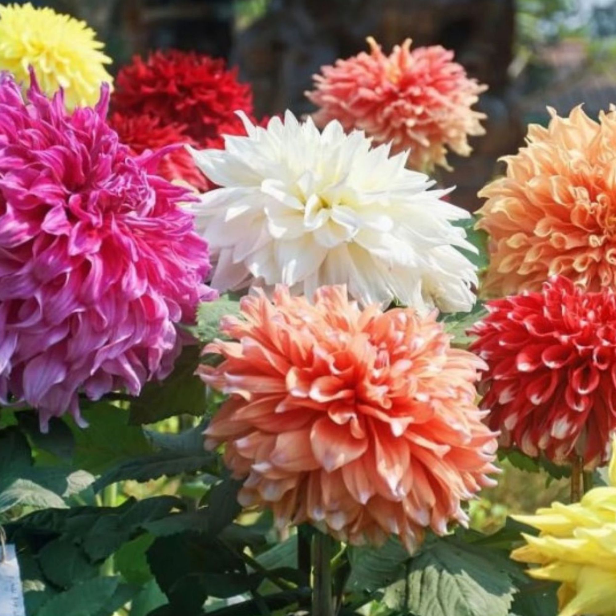 Dahlia Mix Flower Bulbs
