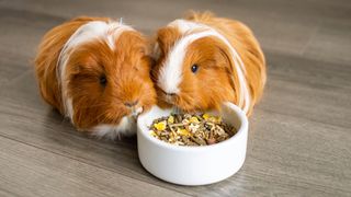 Two guinea pigs eating