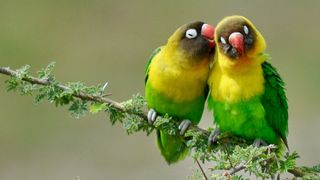 Yellow Collared Lovebirds, Tarangire National Park, Tanzania