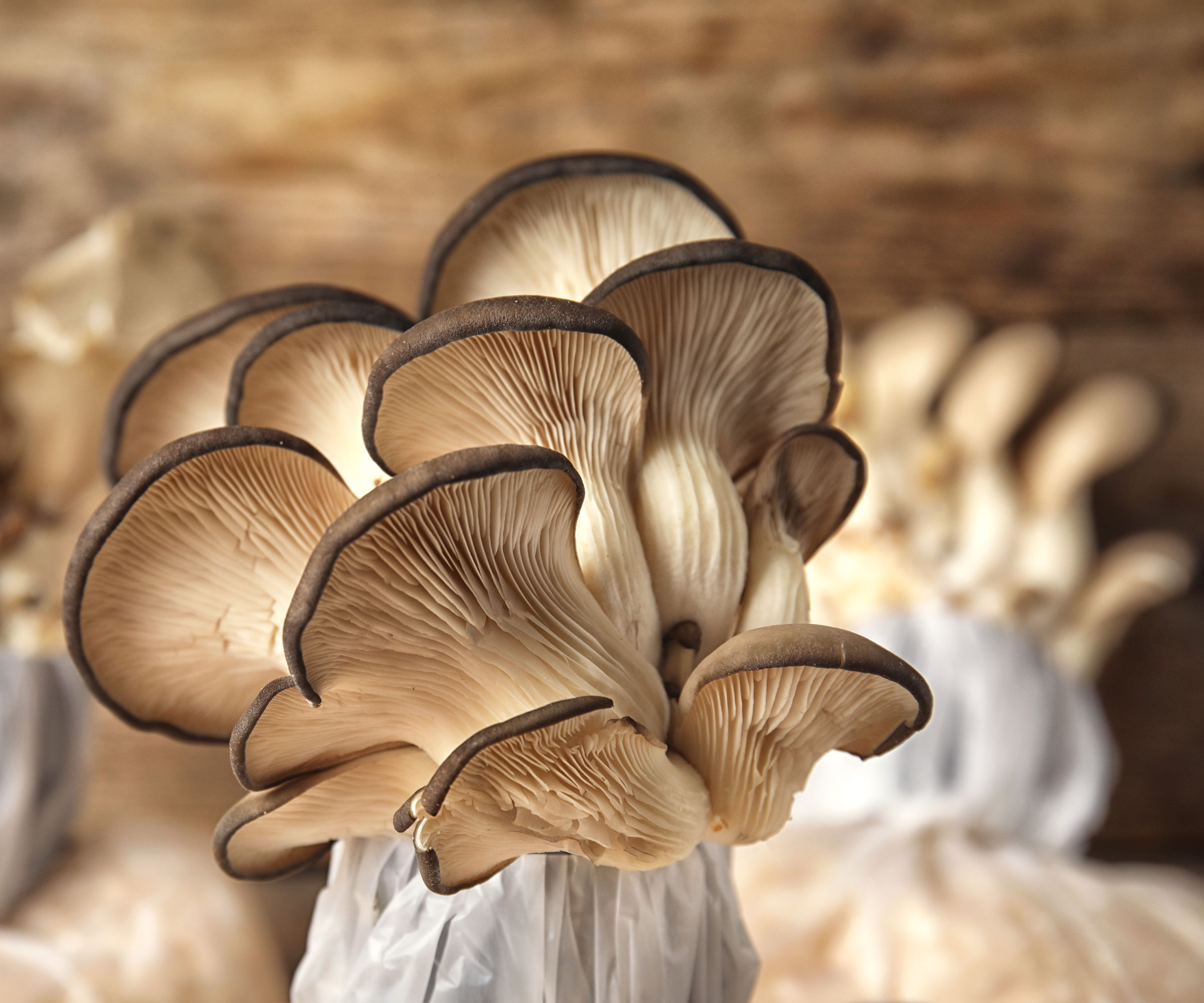 mushrooms growing on sawdust